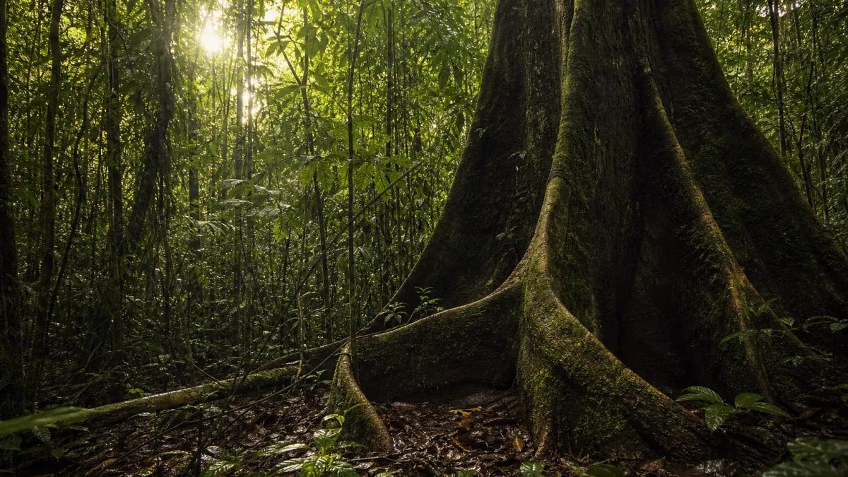 Forêt tropicale d'Amazonie : biodiversité et enjeux vitaux