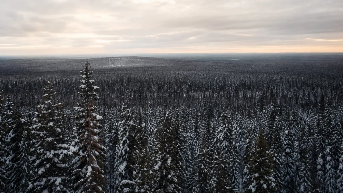 Forêt boréale étendue : les secrets du plus grand biome mondial